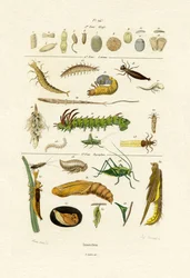 昆虫、1833-39